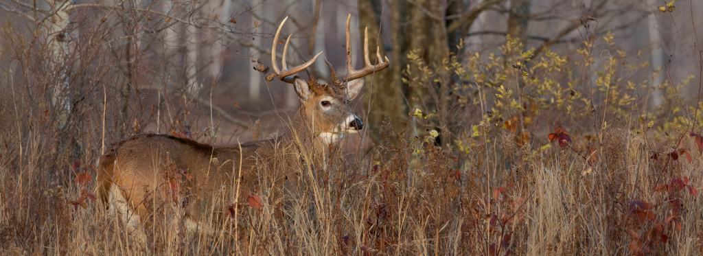 Deer Hunting | | Wisconsin DNR